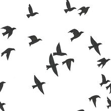 rapport pajaros. Projekt z dziedziny  R i sunek użytkownika stheruka - 23.04.2019