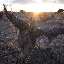 Fotos y Retoque para Finca Torremilanos Abril '19 Ein Projekt aus dem Bereich Fotografie und Fotoretuschierung von David Muñoz del Sastre - 28.04.2019