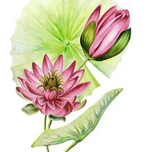 Mi Proyecto del curso: Ilustración botánica con acuarela . Fine Arts, Traditional illustration, Watercolor Painting, and Painting project by Lelia Fabiana Perez - 04.29.2019
