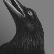 Cuervo. Een project van Digitale illustratie van Carlos Arriaga - 24.12.2018