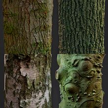 Photogrammetry Tile Textures - Bark Pack 02. 3D, Game Design, 3D Modeling, and Video Games project by David Chumilla - 05.31.2019