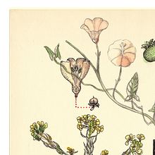 Malas Hierbas. Un proyecto de Bellas Artes y Dibujo de Cristina Calvache Quesada - 10.06.2019