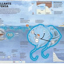 La bioluminicencia, una defensa brillante. Traditional illustration & Infographics project by Alexis Robles - 06.13.2019