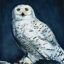 Owl Watercolor Illustration. Watercolor Painting project by Elisa Plance - 06.19.2019