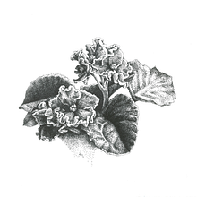 African Violet Stippling Illustration. Traditional illustration project by Elisa Plance - 06.19.2019