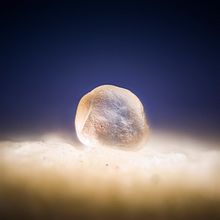 Arena del Sahara (macro y macro extremo) Ein Projekt aus dem Bereich Fotografie von Sergi Gomez Garcia - 21.02.2019