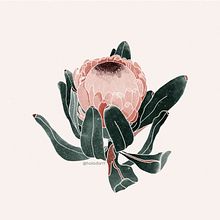 Protea: proyecto de ilustración botánica Canela studio. Projekt z dziedziny Trad, c i jna ilustracja użytkownika darleneboza - 03.07.2019