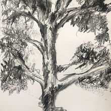 Investigación Arboles. Un progetto di Belle arti, Disegno, Disegno a matita e Disegno artistico di Josefina Allendes - 04.07.2019