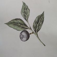 Ilustración botánica. Flor de Datura. Traditional illustration project by Loles Macau - 09.03.2019