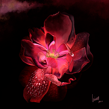 Rosa - primer proyecto hecho después de realizar el curso de Procreate con @jaime_sanjuan_ocabo. Un proyecto de Dibujo y Dibujo realista de Nines López Ballester - 18.07.2019