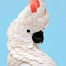 Salmon crested cockatoo . Un progetto di 3D, Belle arti, Character design, Product design, Scenografia e Papercraft di Diana Beltran Herrera - 19.07.2019