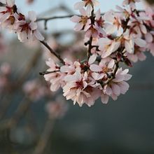 Flor de invierno . Een project van Fotografie van sofiaalcaraz87 - 25.01.2020