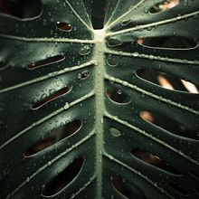 Nature. Fine-Art Photograph project by Mariana Mariana - 08.04.2019