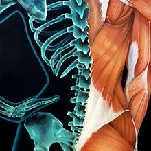 Fisiosalud Selene. Un progetto di Belle arti, Disegno realistico, Illustrazione tradizionale e Pittura di Adrián Durá Reina - 09.05.2019