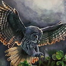 Buho gris. Un progetto di Belle arti, Disegno realistico, Illustrazione tradizionale e Pittura ad acquerello di Adrián Durá Reina - 16.08.2019