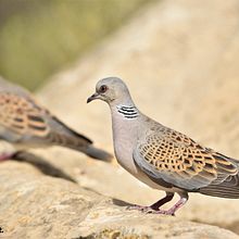 Mi Proyecto del curso: Fotografía artística analógica y digital. Een project van Fotografie y Digitale fotografie van Sílvia Climent - 02.09.2019