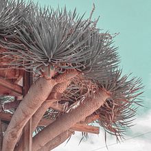 Mi Proyecto del curso: Creación y edición de contenido para Instagram Stories. Een project van Fotografie y Contentmarketing van caroamiz - 27.11.2019