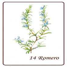 Mi Proyecto del curso: Ilustración botánica con acuarela Rueda de Flores. Een project van Traditionele illustratie van Patricia Sueta - 02.09.2019