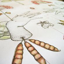 Cercis Siliquastrum. Een project van  Beeldende kunst, Kalligrafie, Tekening met potlood,  Artistieke tekening y Traditionele illustratie van Cristina Calvache Quesada - 03.09.2019