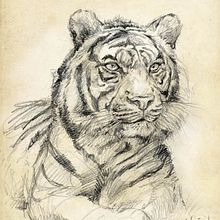 Animales salvajes - naturaleza. Pencil Drawing, Artistic Drawing, Realistic Drawing, and Traditional illustration project by Ricardo Sánchez Rodríguez - 09.03.2019