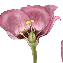 Mi Proyecto del curso: Ilustración botánica con acuarela. Un progetto di Illustrazione tradizionale e Pittura ad acquerello di Adriana Muñoz Laverde - 09.09.2019