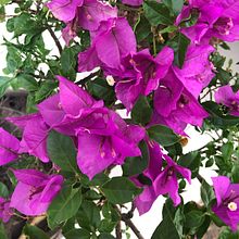 Mi Proyecto del curso: Fotografía de naturaleza . % Cristina Coronado tarafından hazırlanan Mobil Fotoğrafçılık projesi - 09.26.2019