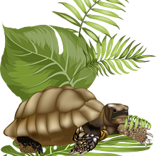 Tortuga Hade. Fine Arts, Concept Art, Creativit, Drawing, Artistic Drawing, and Realistic Drawing project by Yolanda López Pascual - 09.28.2019
