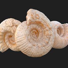 Ammonite Fossils - Photogrammetry Scans. Un progetto di 3D, Fotografia di prodotti, Modellazione 3D e Videogiochi di Pablo José de Andrés Martín - 21.08.2019