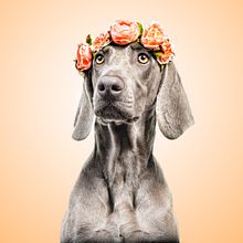 SofisticaDOGS. Un proyecto de Fotografía de estudio de Santos Román - 04.10.2019