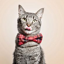 Snackys Gato Ein Projekt aus dem Bereich Produktfotografie von Santos Román - 04.10.2019