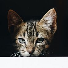 Xenxo - Fotografía de mascotas. Un projet de Photographie , et Photographie numérique de Laura Arias - 07.10.2019