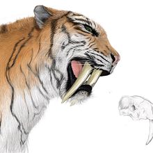 Ilustración científica. Un progetto di Disegno, Illustrazione tradizionale, Illustrazione digitale e Pittura ad acquerello di Sheila Villar Pombo - 15.10.2019