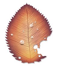 Leaf Study. Un proyecto de Dibujo, Ilustración tradicional e Ilustración digital de Rojo Martínez - 21.10.2019