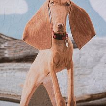 Perros y Gatos 1. Un proyecto de Diseño de personajes, Collage e Ilustración tradicional de Lola Dupre - 07.11.2019