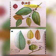 Mi Proyecto del curso: Ilustración de un diario naturalista. Projekt z dziedziny  Sztuki piękne użytkownika Eduardo Úbeda Gutiérrez - 08.11.2019