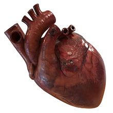 3D MEDICINA. 3D, 3D Animation, 3D Design, and 3D Modeling project by Yimit Ramírez González - 11.12.2019