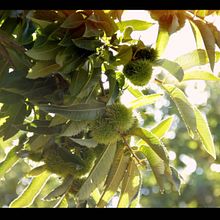 Publicidad "Historia de Pazo de Vilane". Un proyecto de Edición de vídeo y Realización audiovisual de Tamarán Junco Jiménez - 01.10.2013