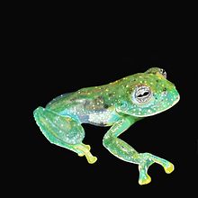 Rana de cristal. Desenho artístico projeto de Itma Selene Torres - 13.11.2019