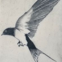 Golondrina. Ilustração tradicional projeto de enric ciurana - 15.11.2019