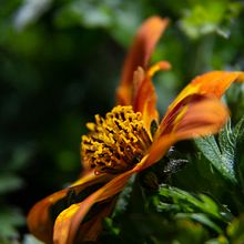 Close up. . Un progetto di Fotografia di Patricia Alfaro Benito - 16.11.2019