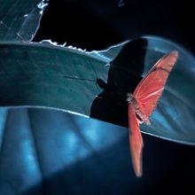 Mariposita. Digital Photograph project by Ale Ubieta - 11.17.2019