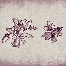 Botanical Illustrations #2 Ein Projekt aus dem Bereich Traditionelle Illustration von Chema G. Baena Art - 21.11.2019