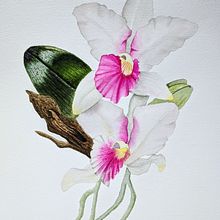 My project in Botanical Illustration with Watercolors course. Projekt z dziedziny Malowanie akwarelą, Trad, c, jna ilustracja,  Sztuki piękne,  Malarstwo,  R, sunek, R i sunek botaniczn użytkownika Ale bontempo - 29.11.2019