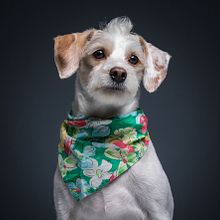 Cosmo el Criollo. Projekt z dziedziny Fotografia i Fotografia portretowa użytkownika Sebastián Moreno Escobar - 10.12.2019