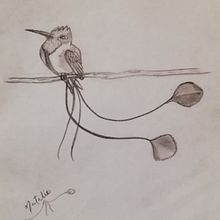 Colibrí maravilloso. Un proyecto de Dibujo y Dibujo realista de Natalie Mabel Nuevo Espinoza - 05.12.2019