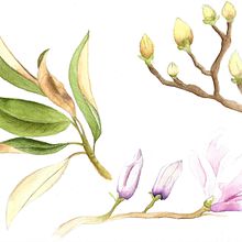 Mi Proyecto del curso: Ilustración de un diario naturalista. Traditional illustration, and Watercolor Painting project by Claudia Valencia - 12.05.2019