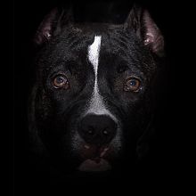 FOTO MARGOT, PROJETO INTRODUÇÃO A FOTOGRAFIA DE PETS!. Photograph project by ROBERTO LAVOR - 12.06.2019