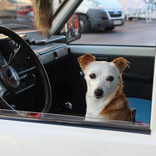 Mi Proyecto del curso: Introducción a la fotografía de perros. Un projet de Photographie de portrait de Mirian Romero - 08.12.2019