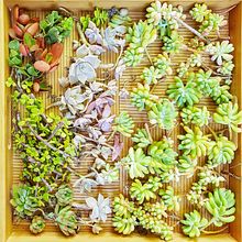 Mi Proyecto del curso: Diseño y creación de composiciones botánicas. Un progetto di Architettura, Architettura d'interni, Artigianato, Interior Design, Interior design, Instagram, Paesaggismo e Social media di Paula Gonzalez - 10.12.2019