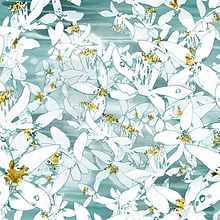 Flor de Azahar. Un proyecto de Bellas Artes, Dibujo, Dibujo artístico y Publicidad de Julia Lillo García - 18.04.2016